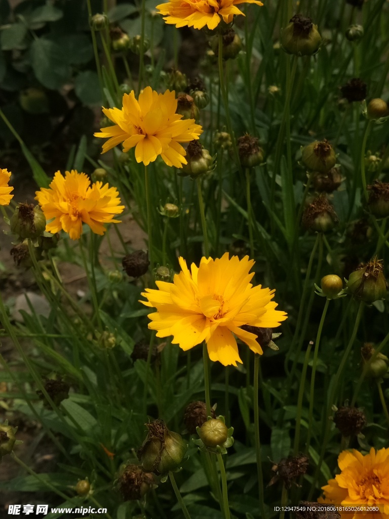 黄色的野花摄影
