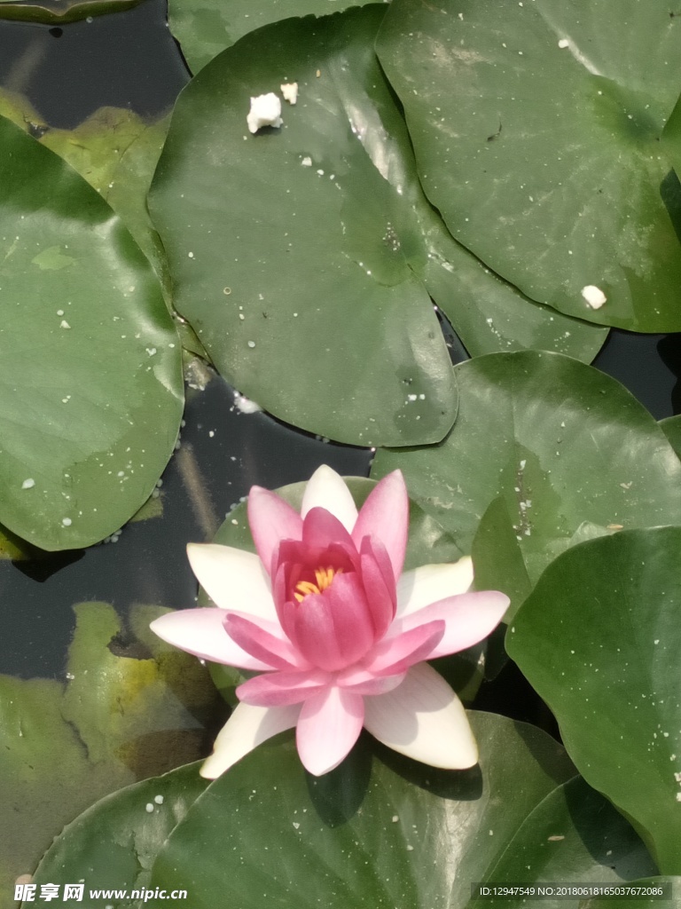 睡莲摄影
