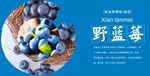 蓝莓展板