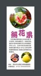 无花果展架