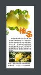柚子展板