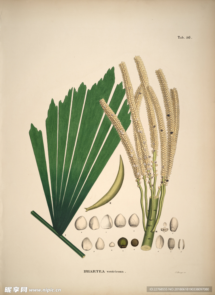 植物绘画