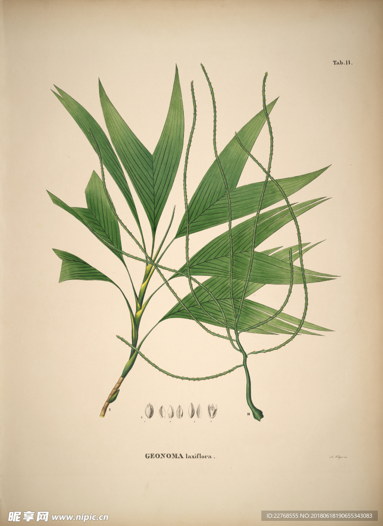 植物绘画