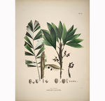 植物绘画