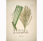植物绘画