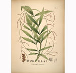 植物绘画