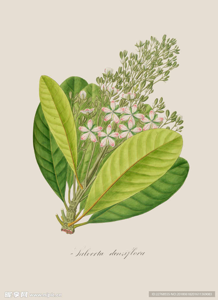 植物绘画