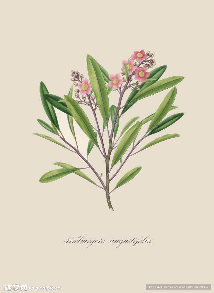 植物绘画