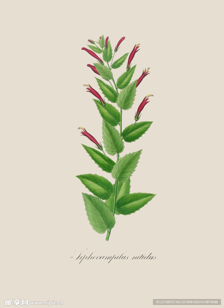 植物绘画