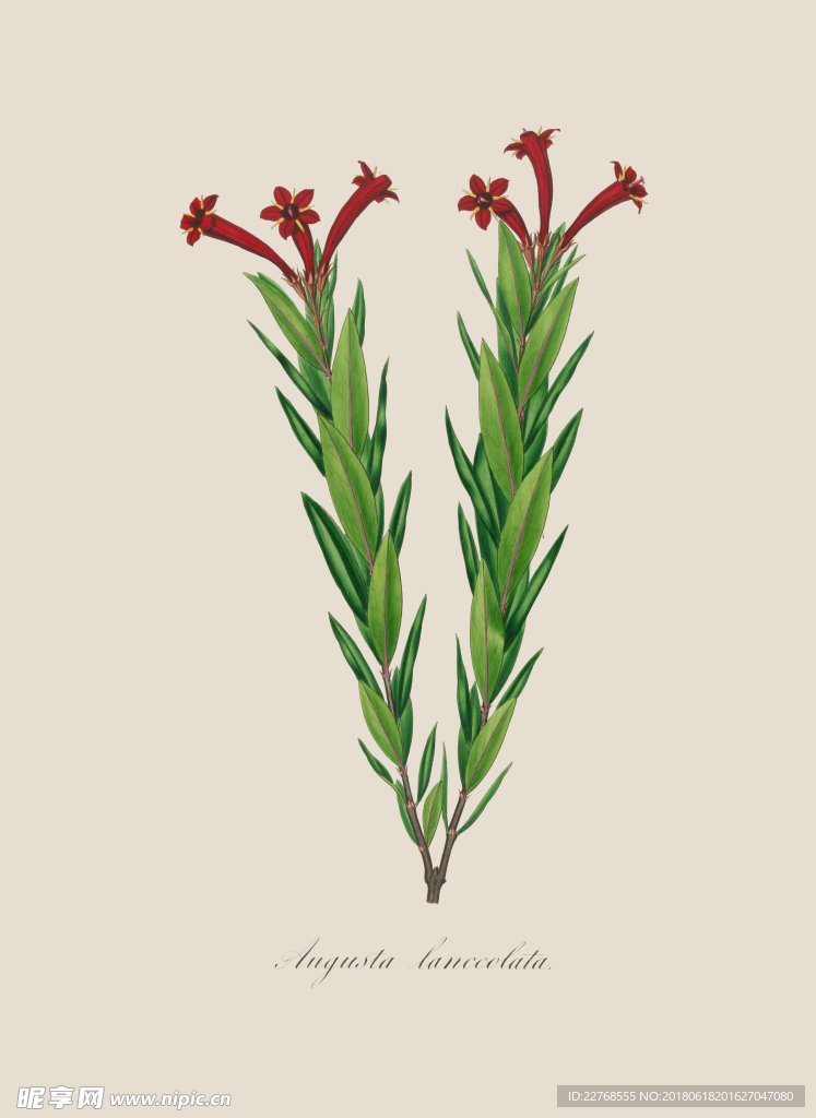 植物绘画