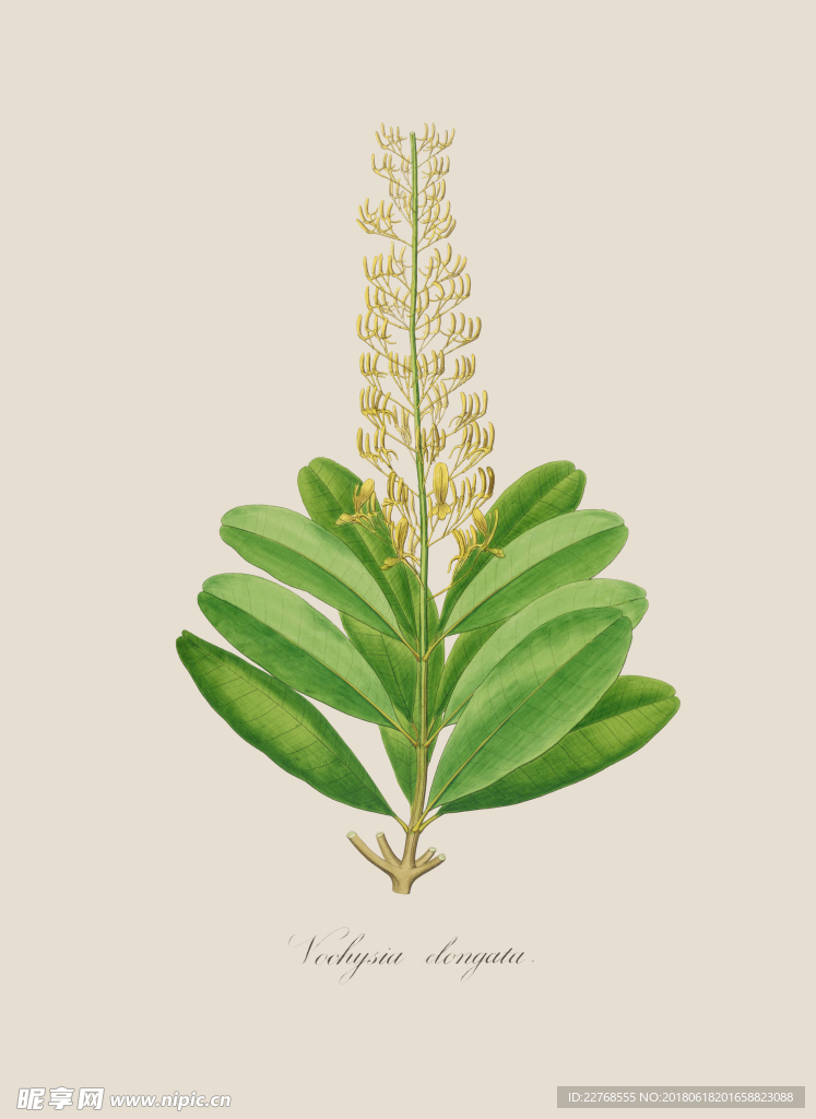 植物绘画