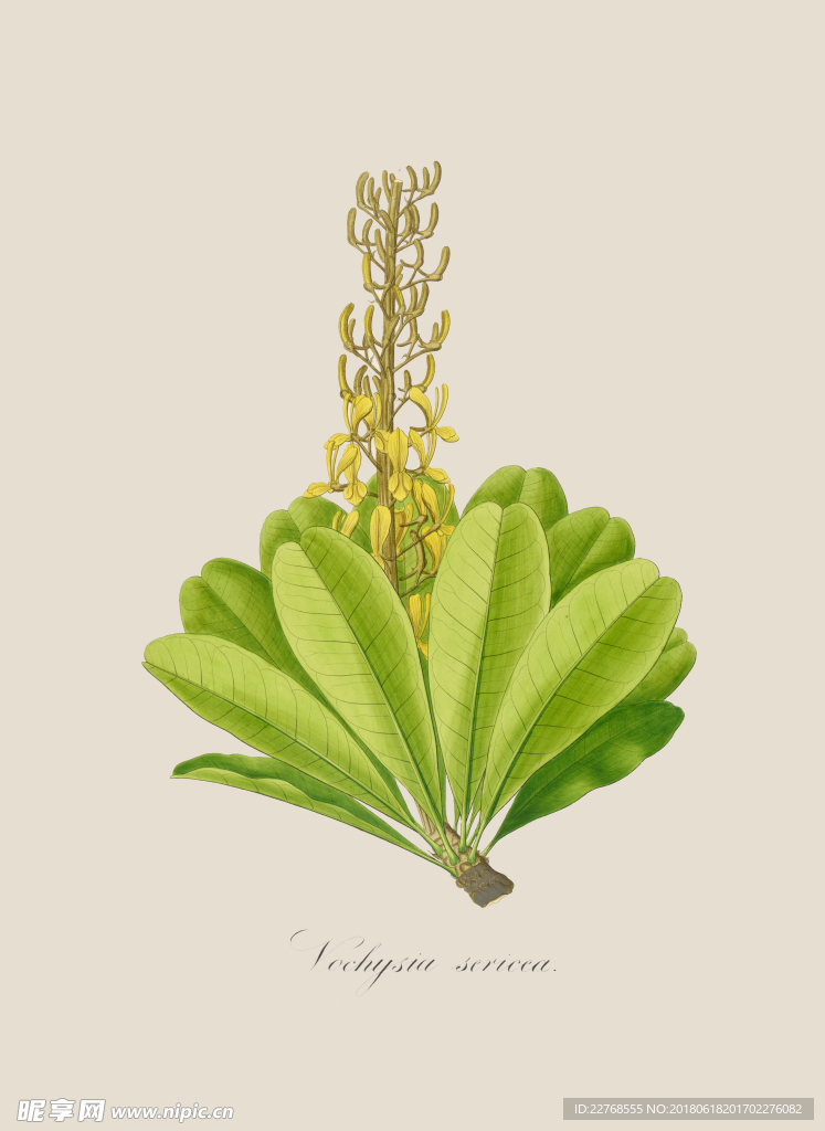 植物绘画