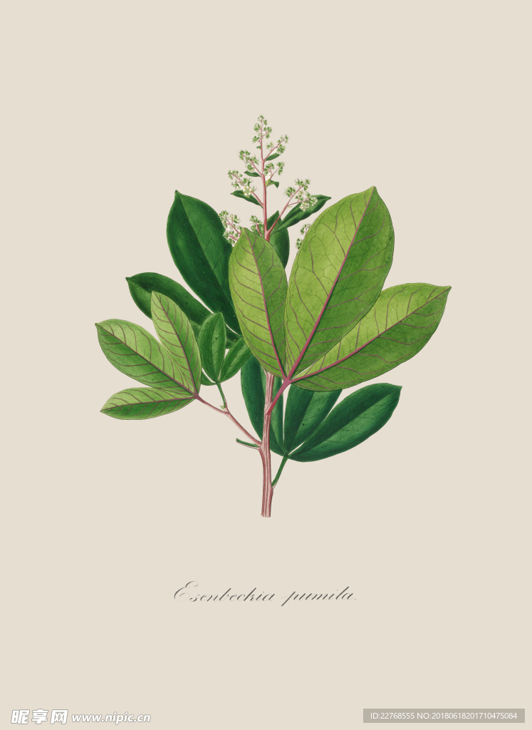 植物绘画