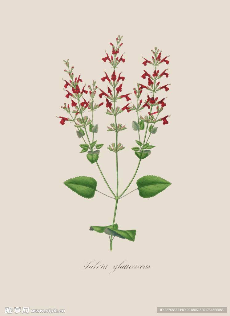 植物绘画