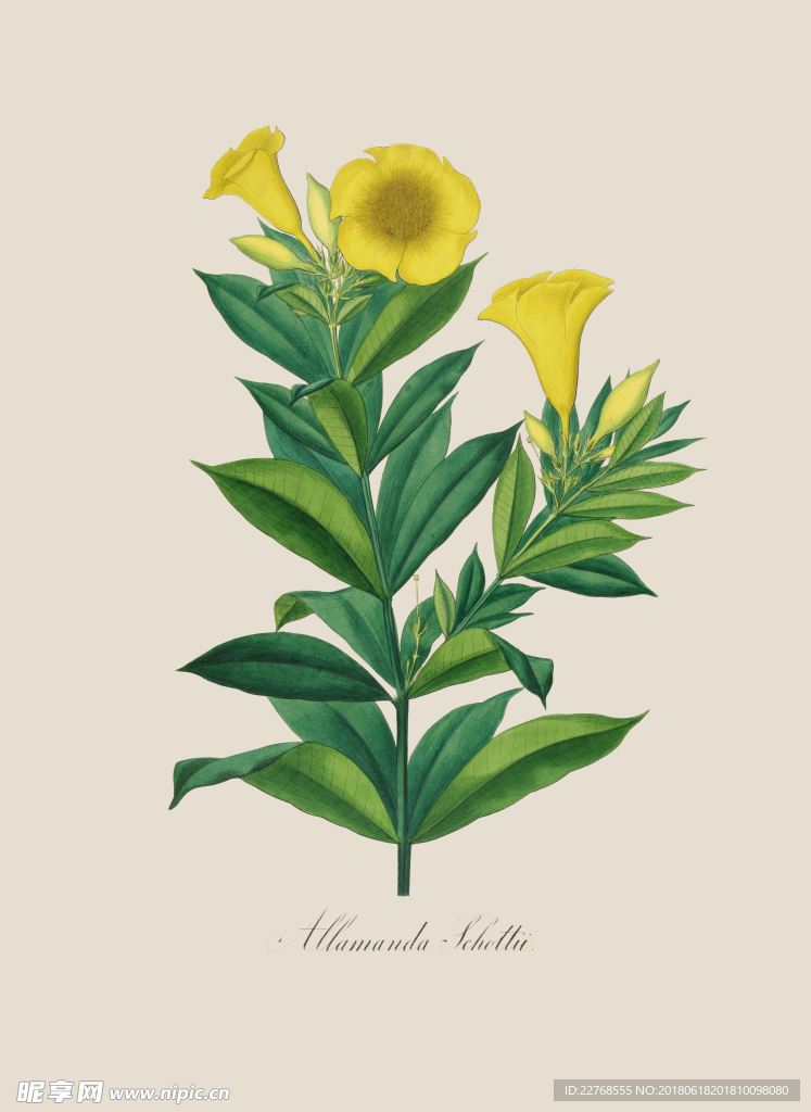 植物绘画
