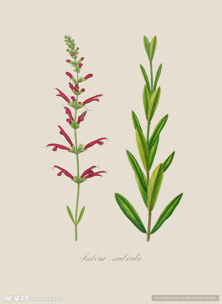 植物绘画