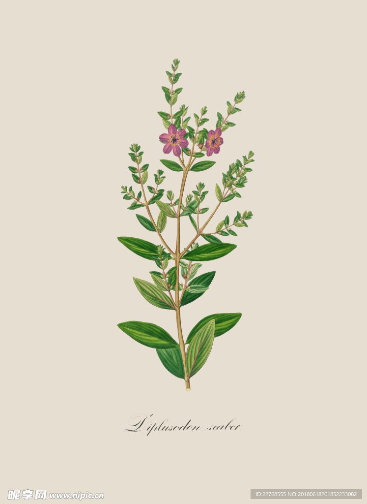 植物绘画