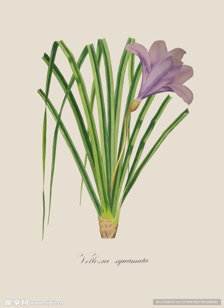 植物绘画