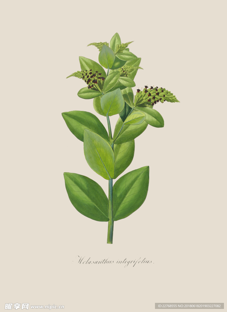 植物绘画