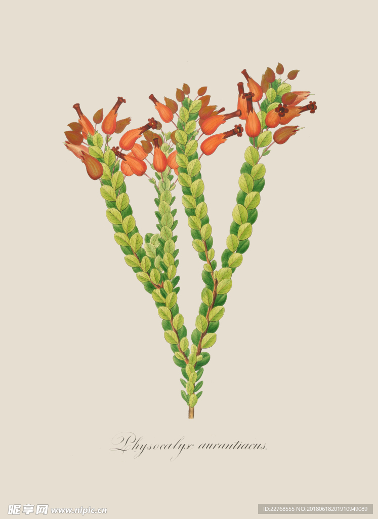 植物绘画