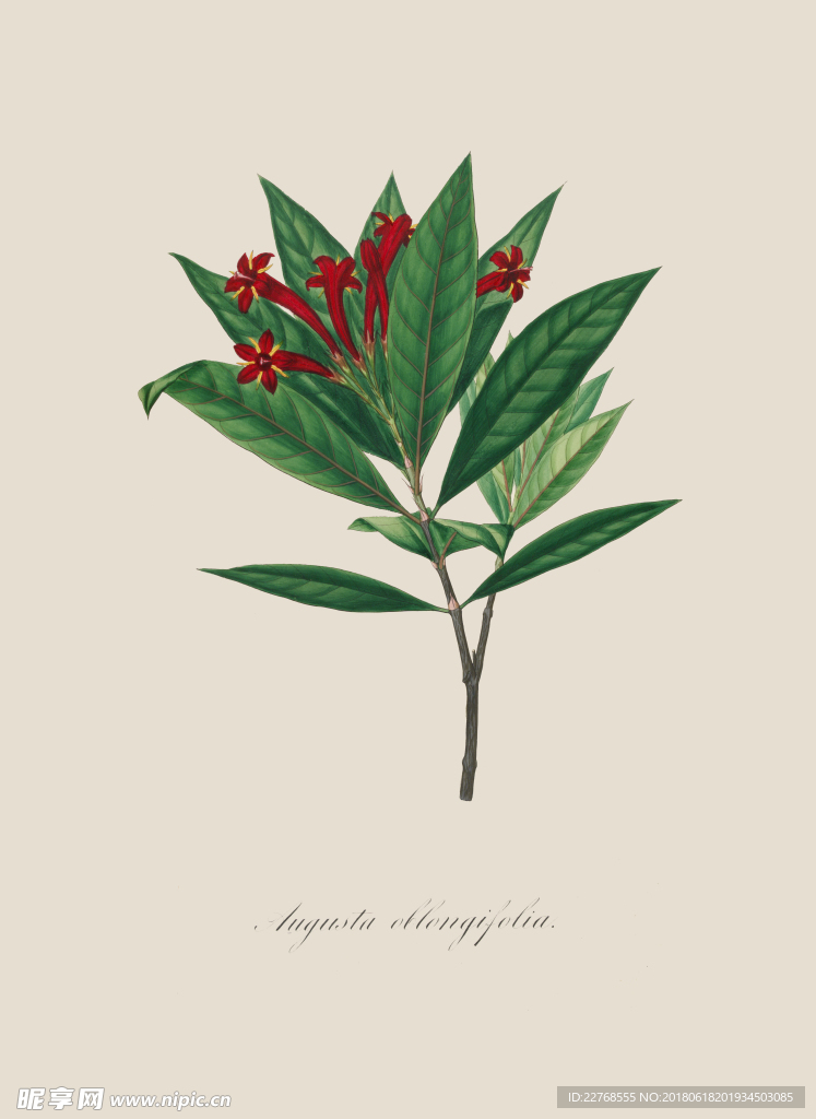 植物绘画