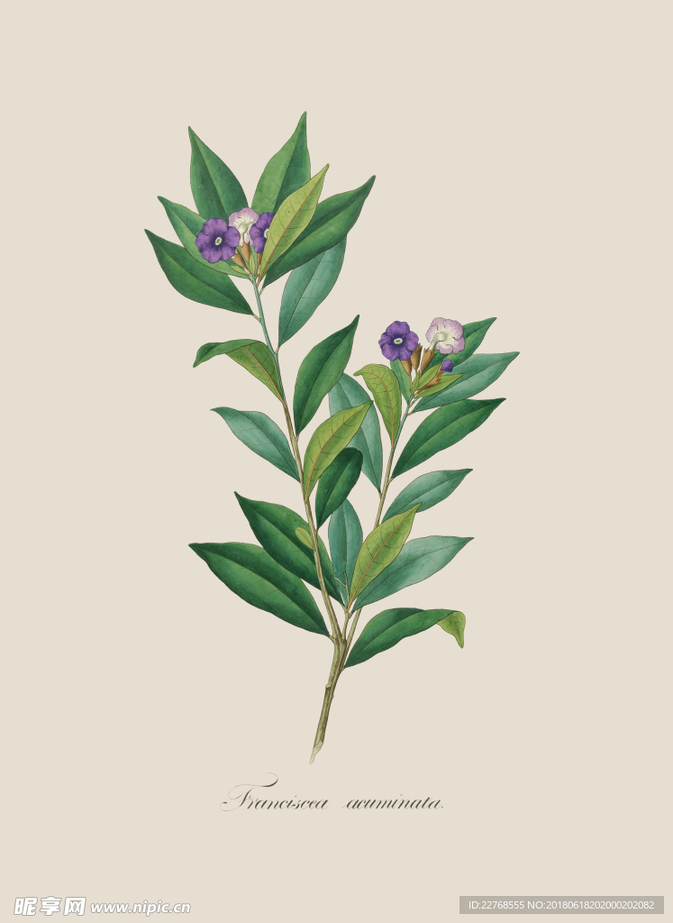 植物绘画