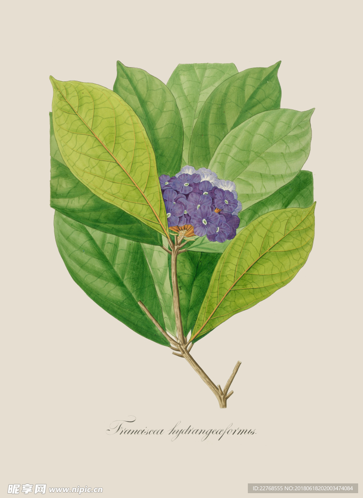 植物绘画