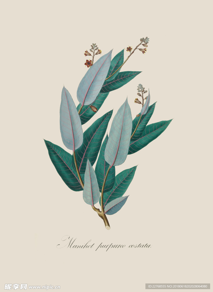 植物绘画
