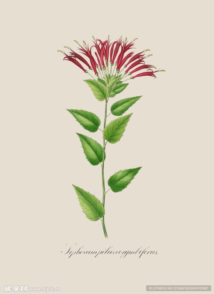 植物绘画