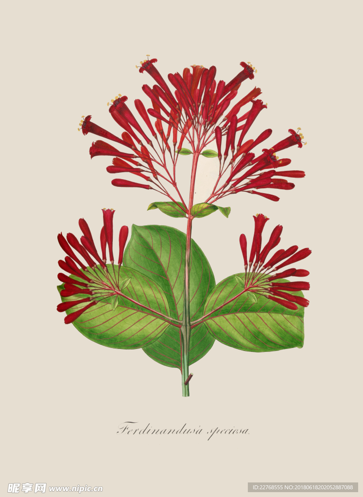 植物绘画