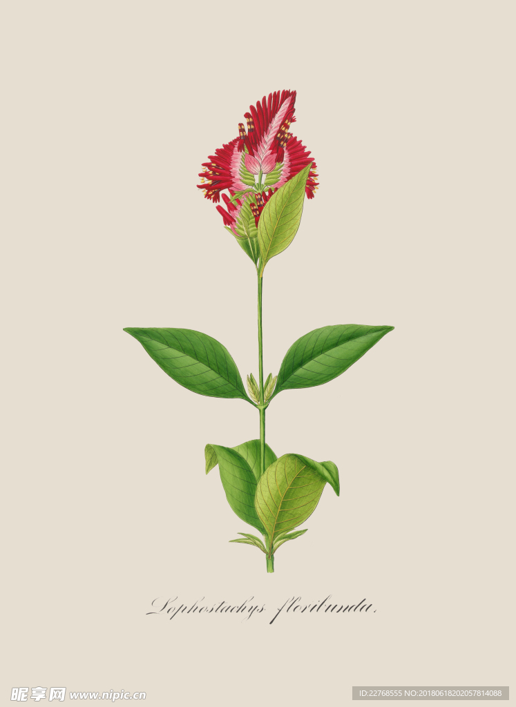 植物绘画