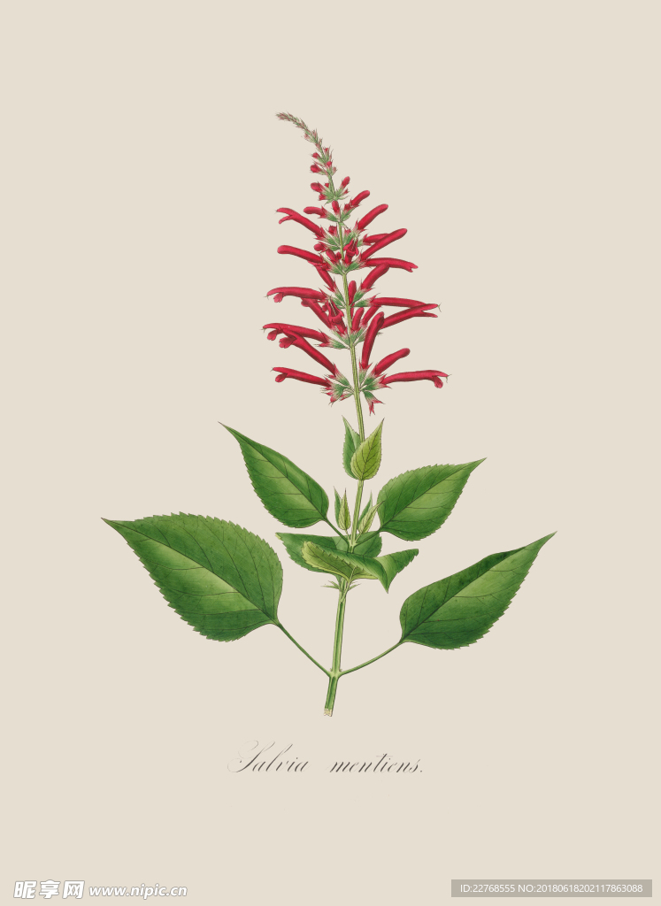 植物绘画