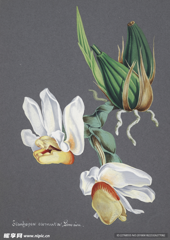 植物绘画