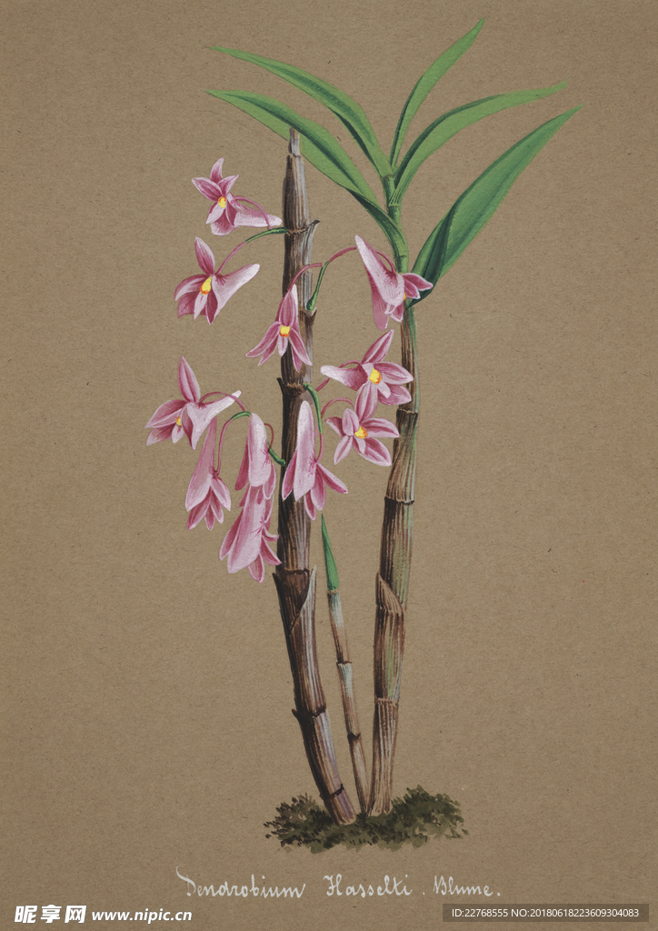 植物绘画