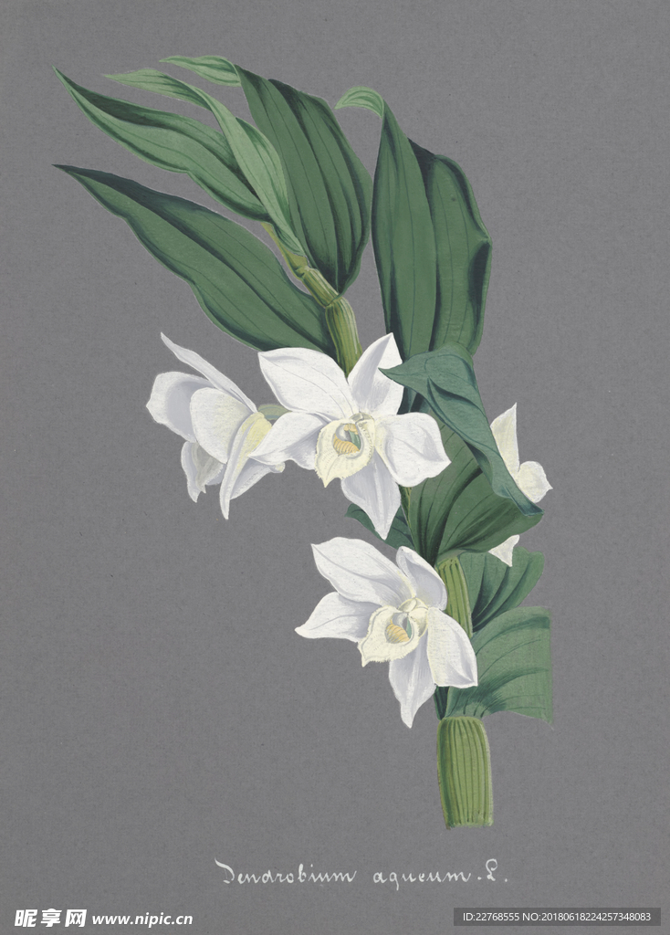 植物绘画
