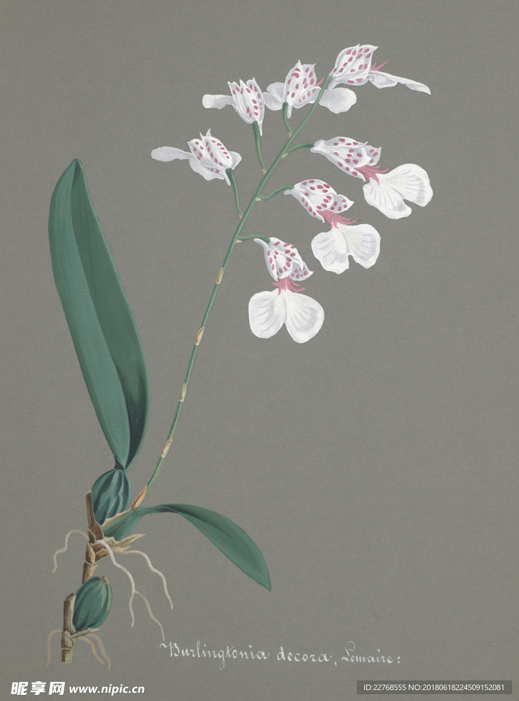 植物绘画