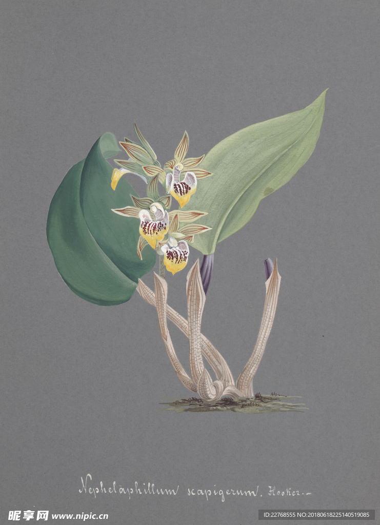 植物绘画