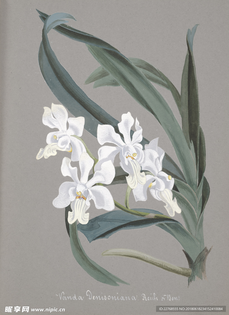 植物绘画