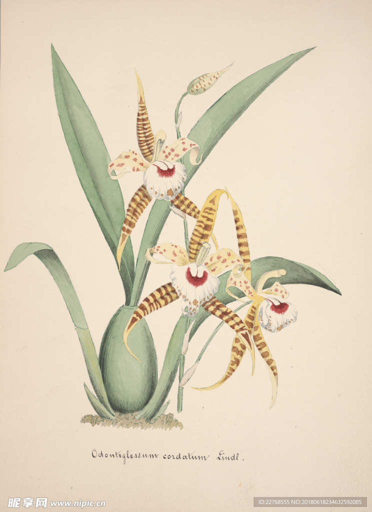 植物绘画