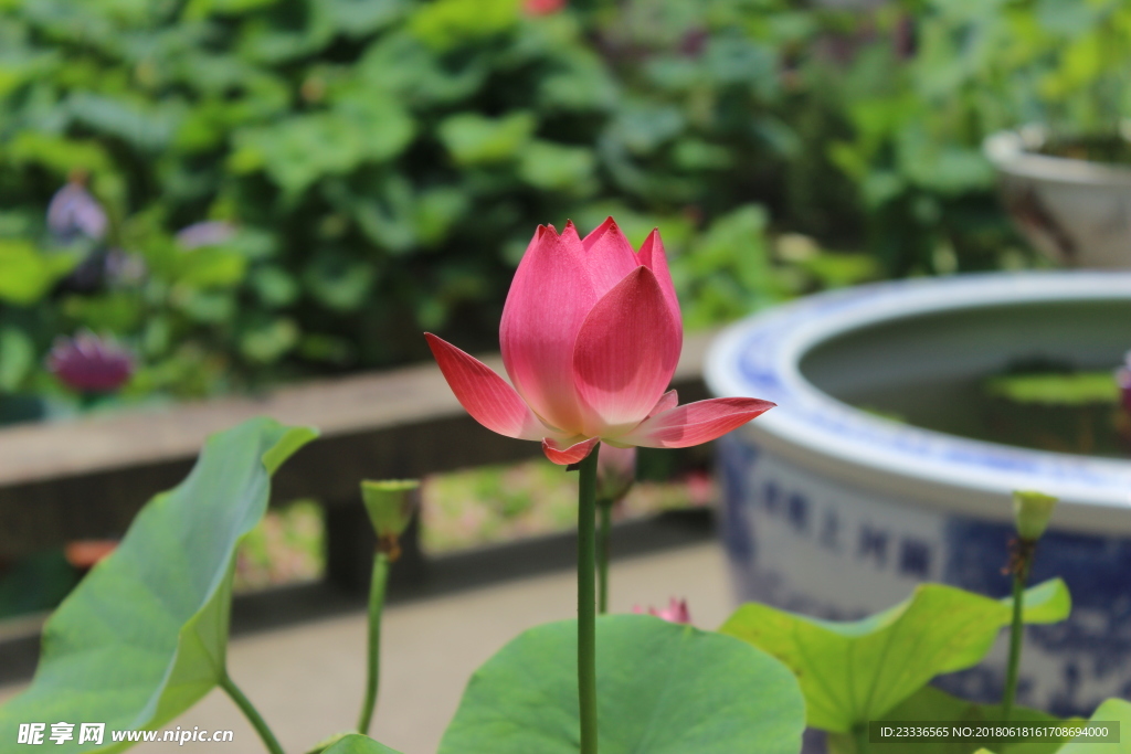 荷花
