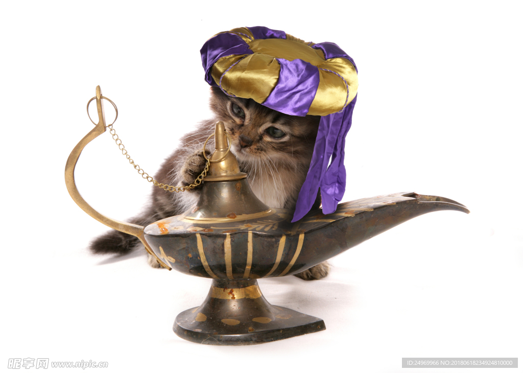 猫