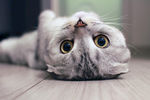 猫