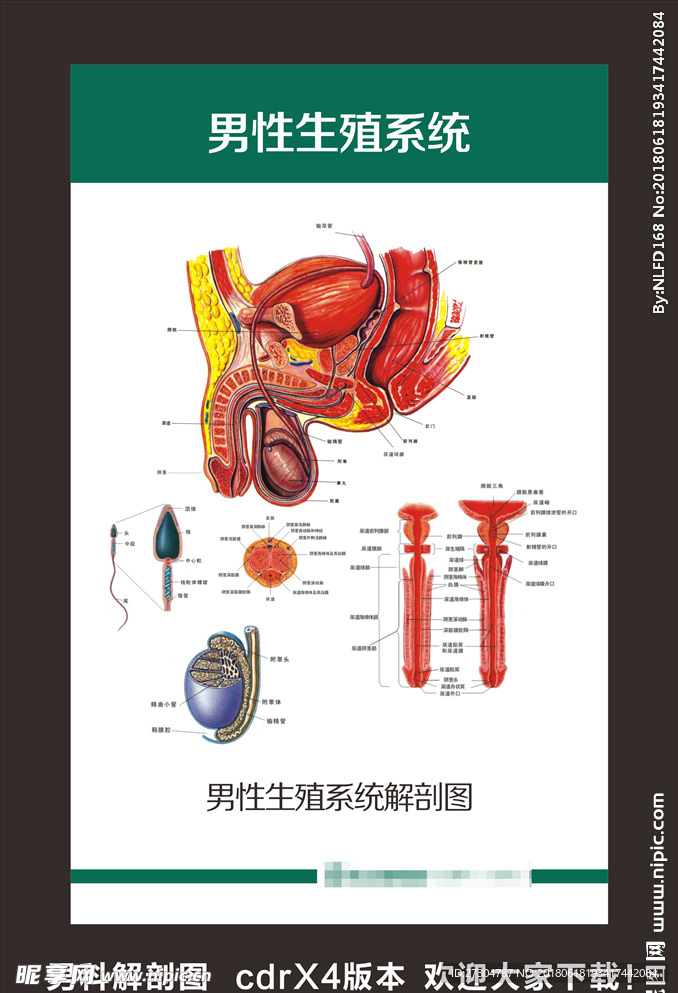 男科解剖图