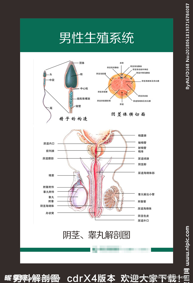 男科解剖图