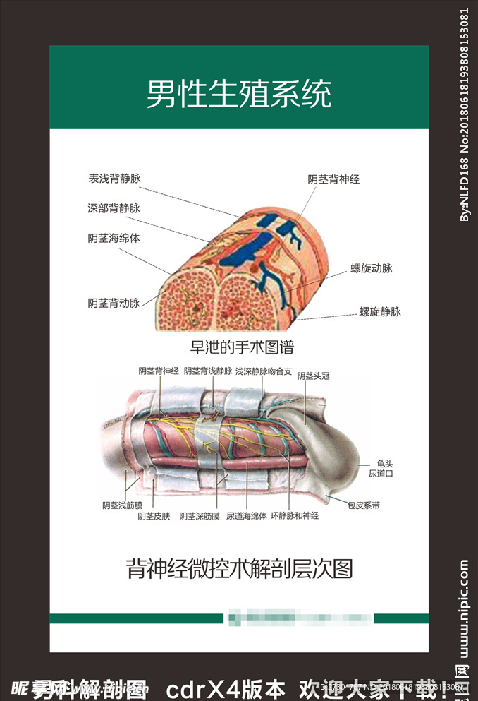 男科解剖图