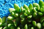 多肉植物特写