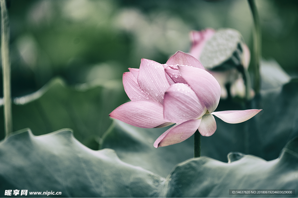 雨荷