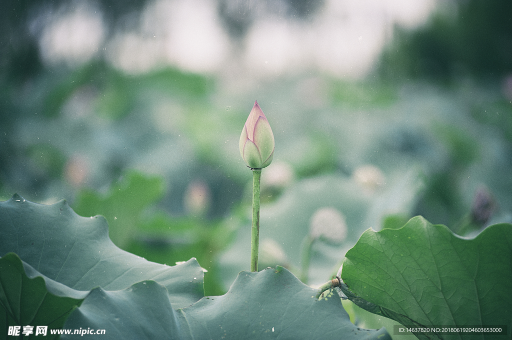 雨荷