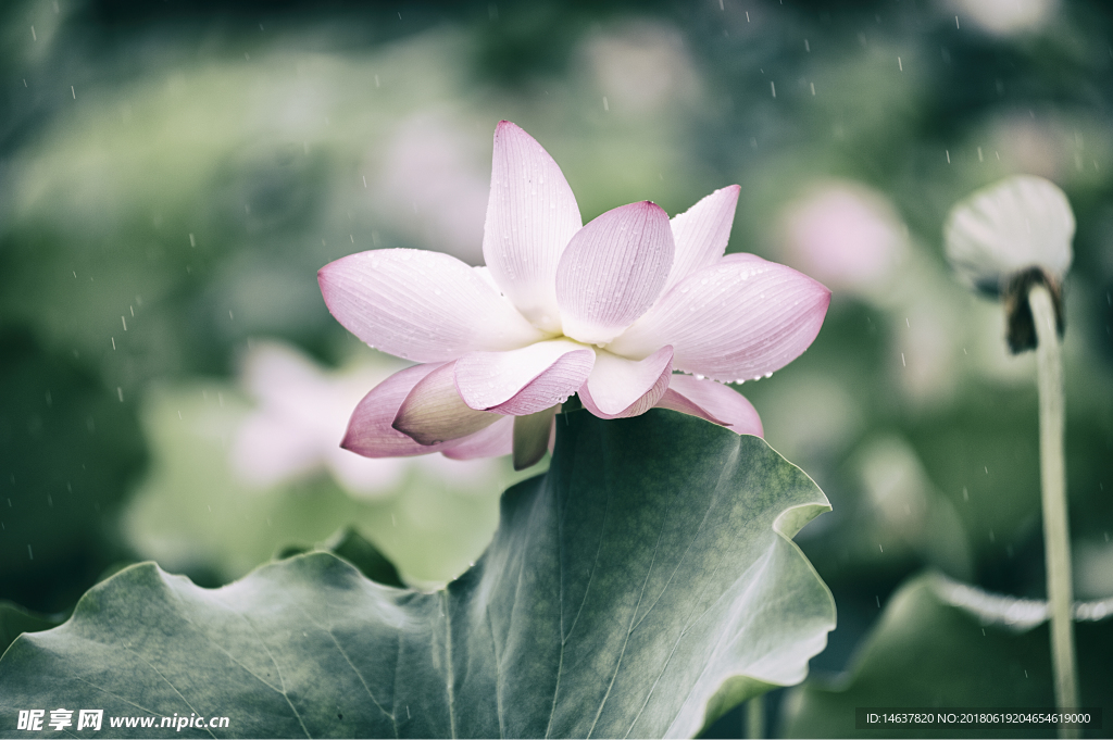 雨荷