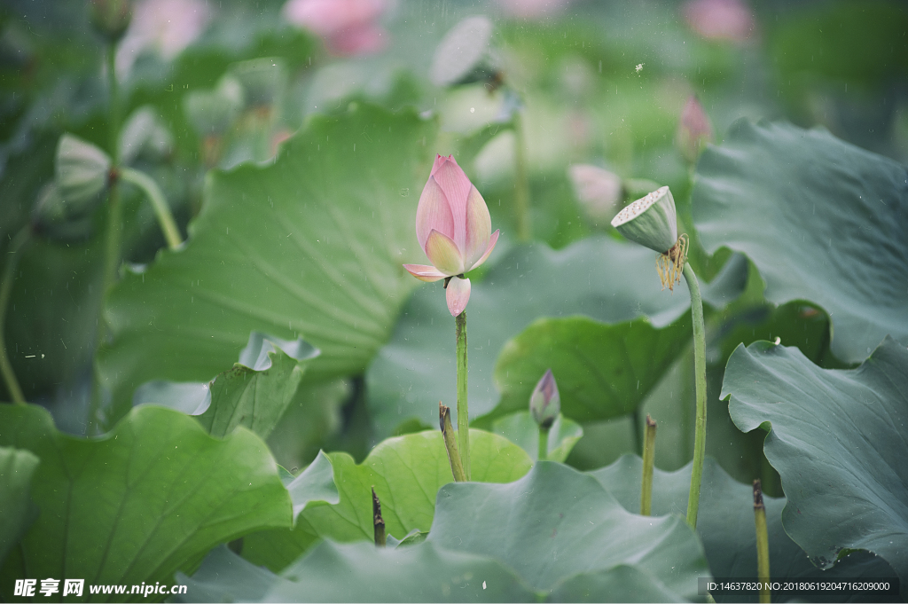 雨荷